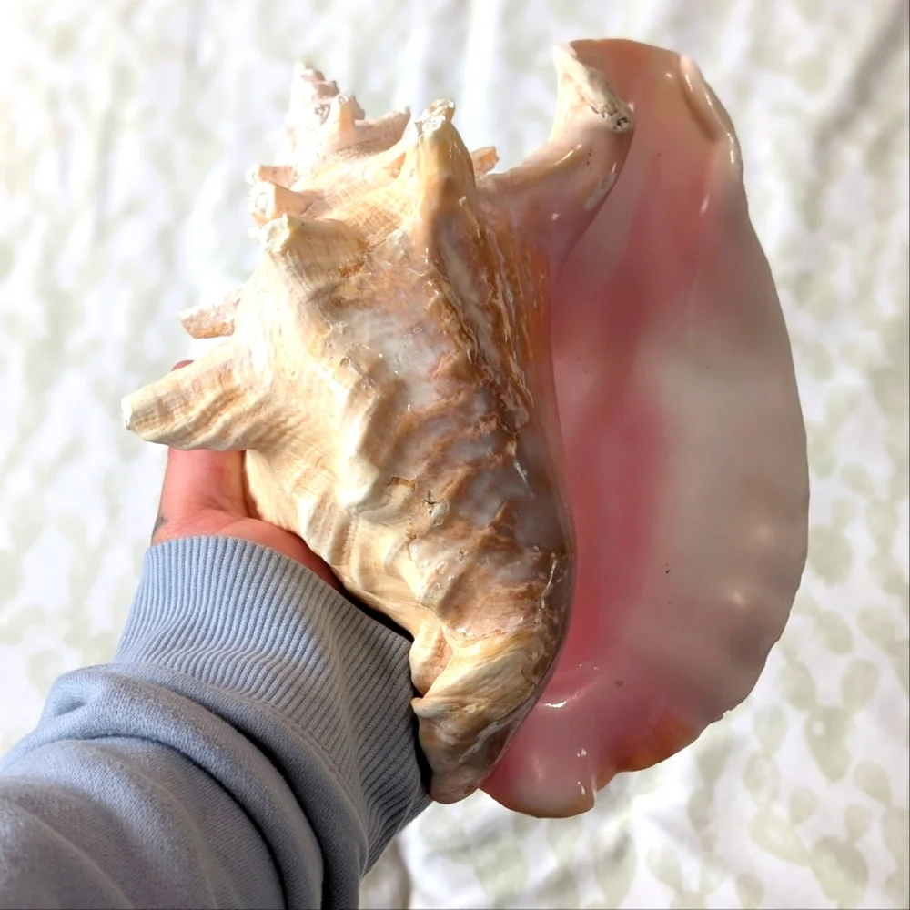 Large conch shell - Picture 1 of 2